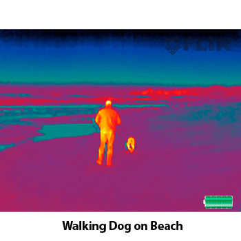 Thermal image of a man walking his dog on the beach.