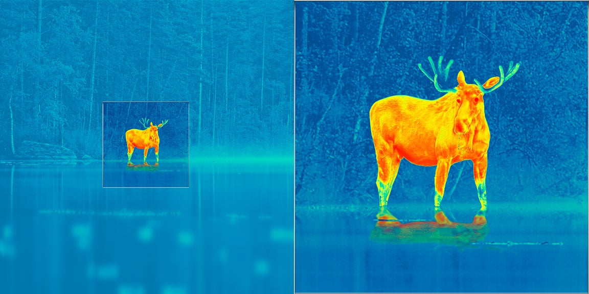 Inline zoom feature showing a thermal image of a male deer.